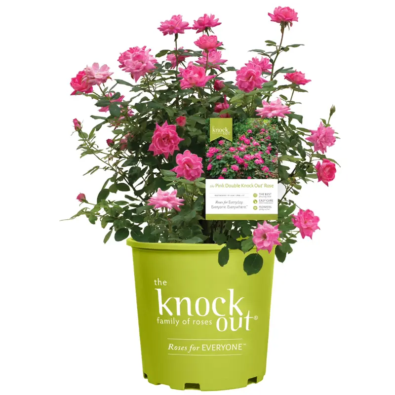 1 Gal. Pink Double Knock Out Rose Bush With Pink Flowers 1