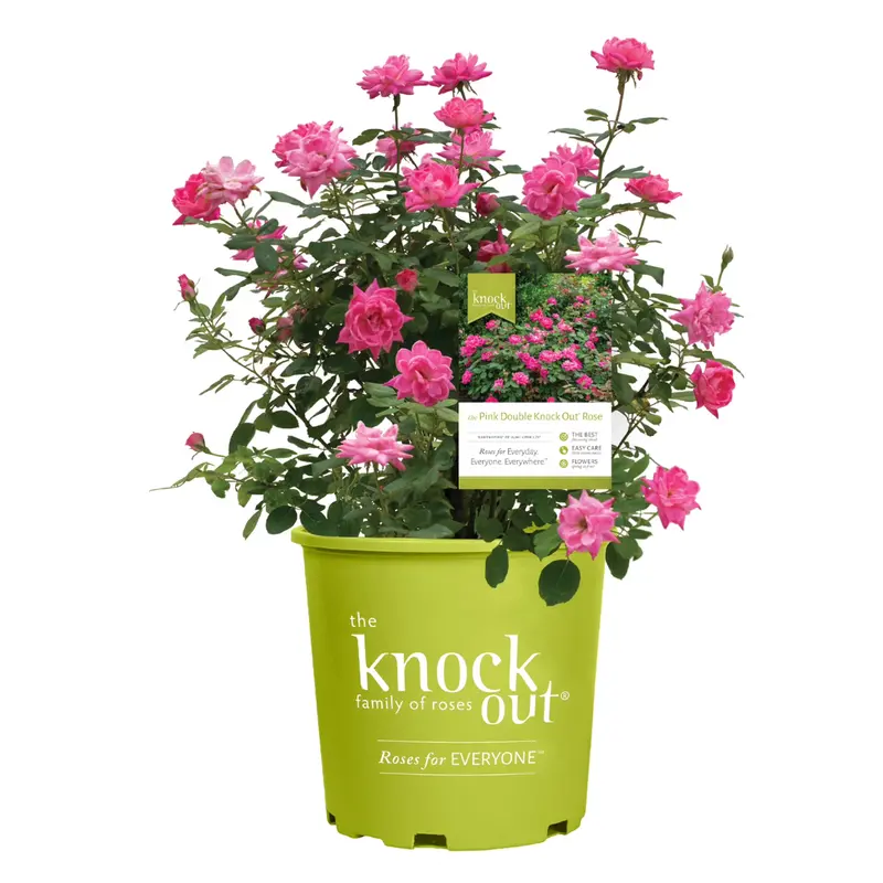 1 Gal. Pink Double Knock Out Rose Bush With Pink Flowers 1