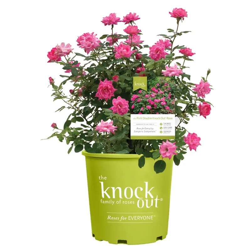 1 Gal. Pink Double Knock Out Rose Bush With Pink Flowers 1