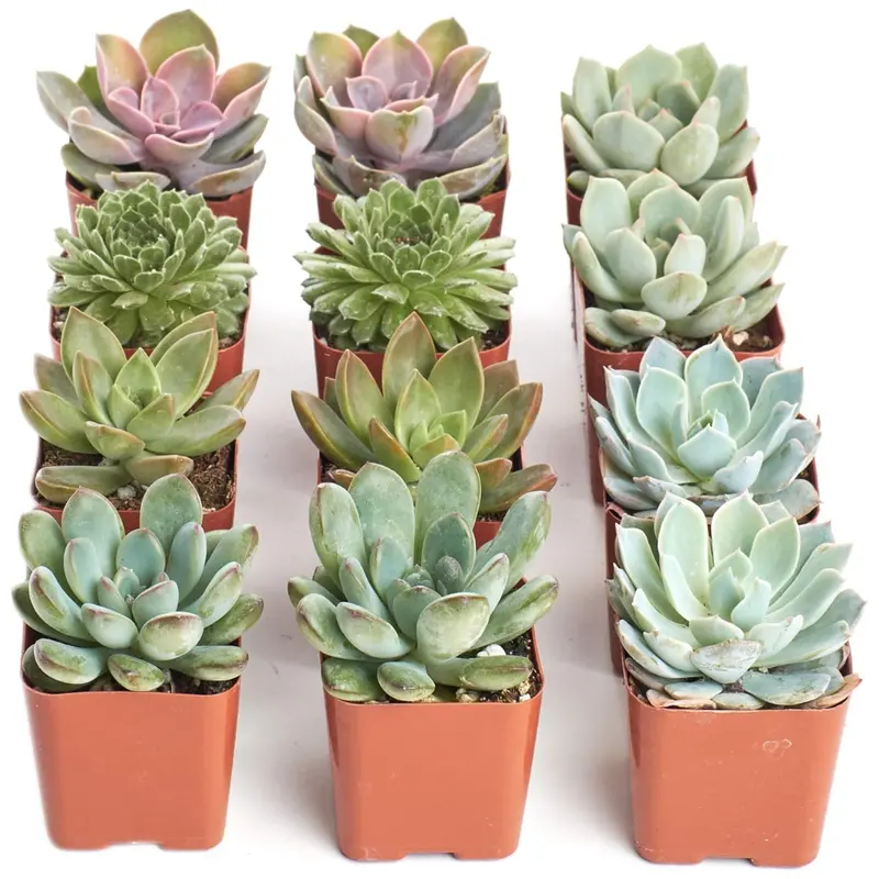 12-Pack Shop Succulents Rosette Succulent Plant Pack Collection 1