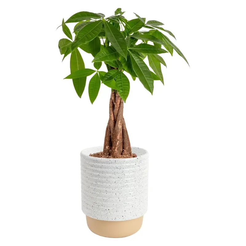 16" Costa Farms Money Tree (Pachira Aquatica) Live Indoor Bonsai-Style Plant 1