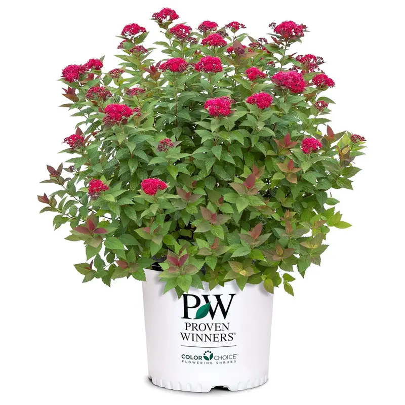2 Gal. Proven Winners Double Play Doozie Spirea Shrub 1