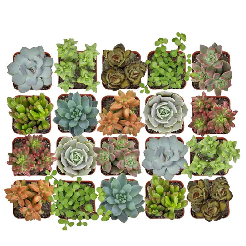 20-Pack Assorted Potted Live Succulent Outdoor/Indoor Plants 1