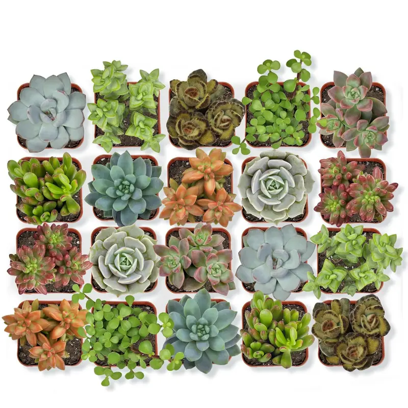 20-Pack Assorted Potted Live Succulent Outdoor/Indoor Plants 1