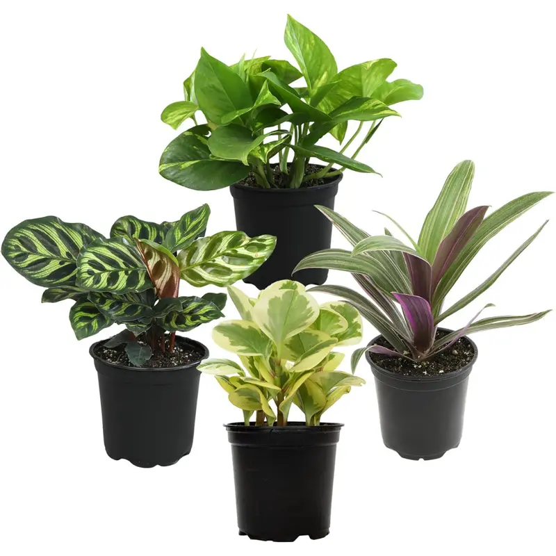 4-Pack Essential Houseplant Collection Live Indoor Plants 1