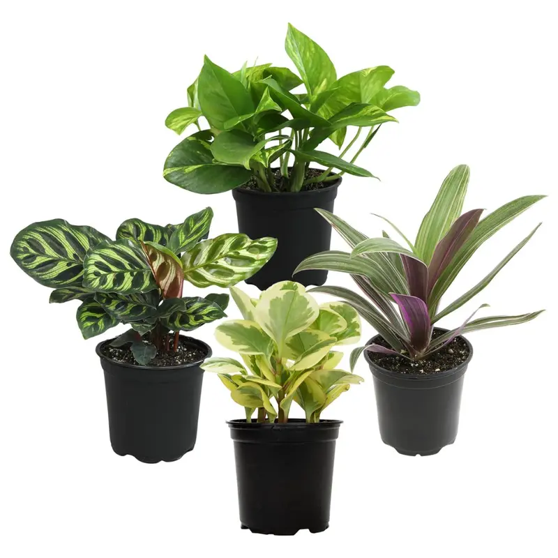 4-Pack Essential Houseplant Collection Live Indoor Plants 1
