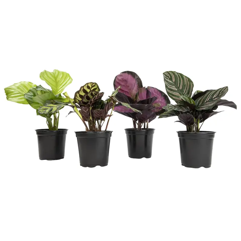 4-Pack Plants For Pets Calathea Live Houseplants 1