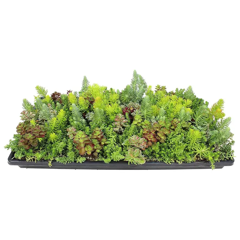 Altman 10" X 20" Hardy Sedum Groundcover Mat 1