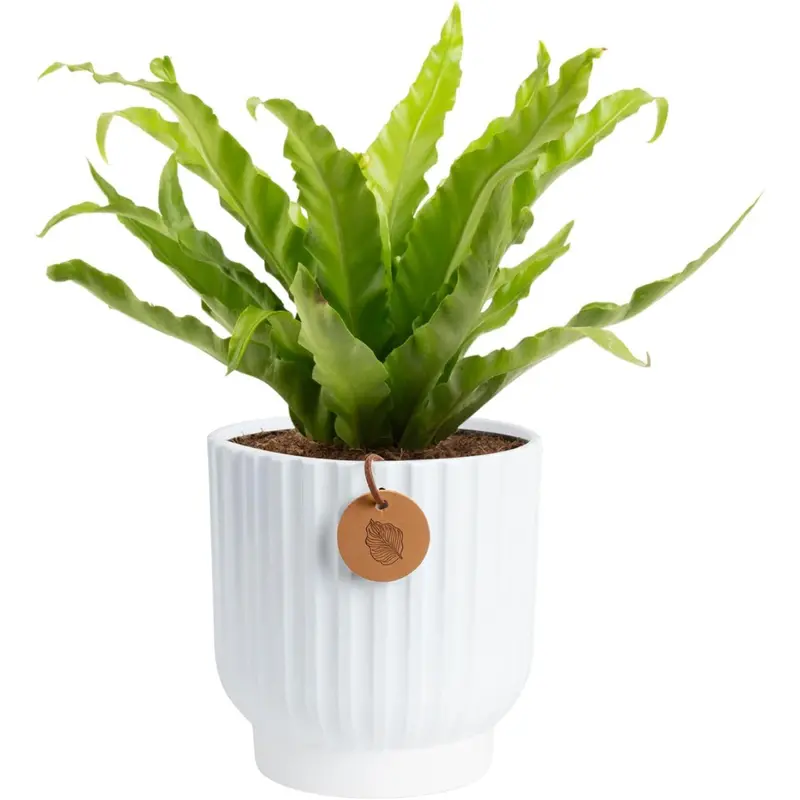 Costa Farms 12-18 Inches Tall Bird's Nest Fern Live Plant 1