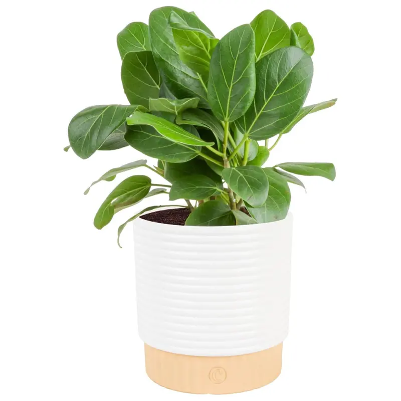 Costa Farms 12-18 Inches Tall Ficus Audrey Live Plant 1
