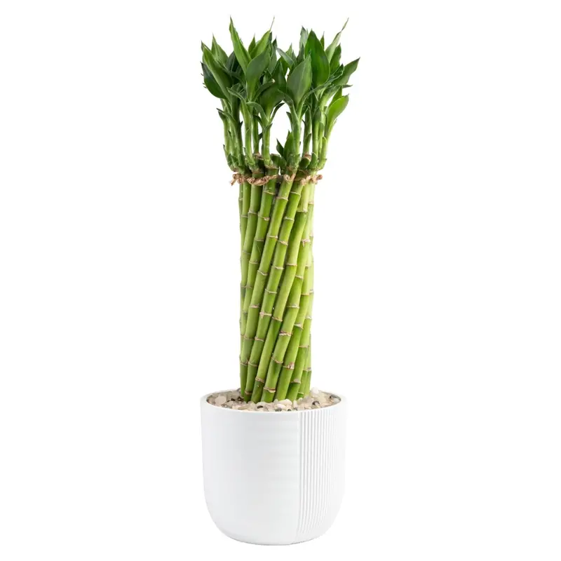 Costa Farms Lucky Bamboo Live Plant (12" To 15") 1