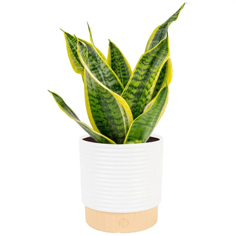 Costa Farms Snake Plant (12-20 Inches Tall) 1