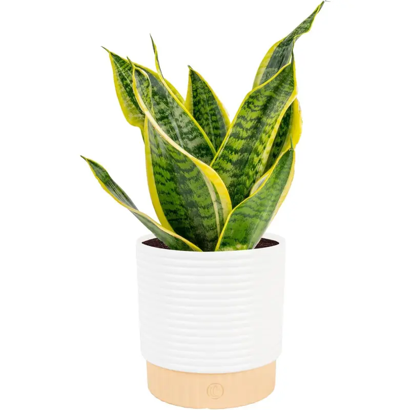 Costa Farms Snake Tongue Live Plant In Decorative Pot (12"-20" Tall) 1