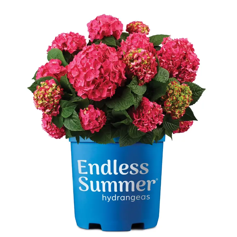 Endless Summer Live 1Gal Hydrangea Shrub 1