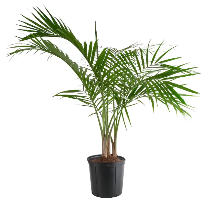 Lowe's Majesty Palm House Plant In 1.94 Gallon(S) Pot 1